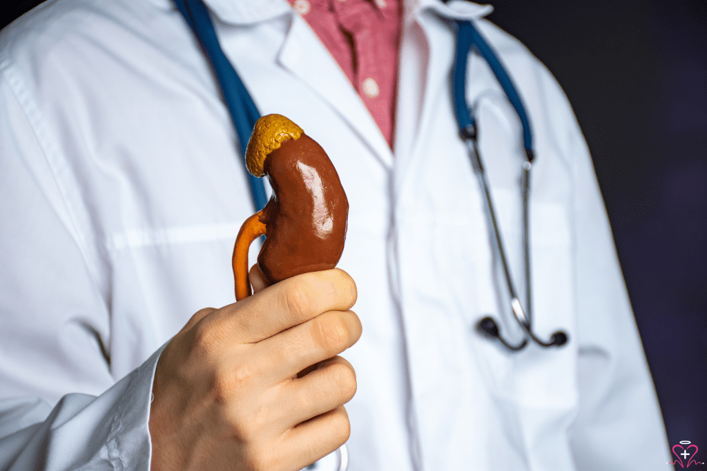 Nephrology - Nephrologist holding a model of a kidney