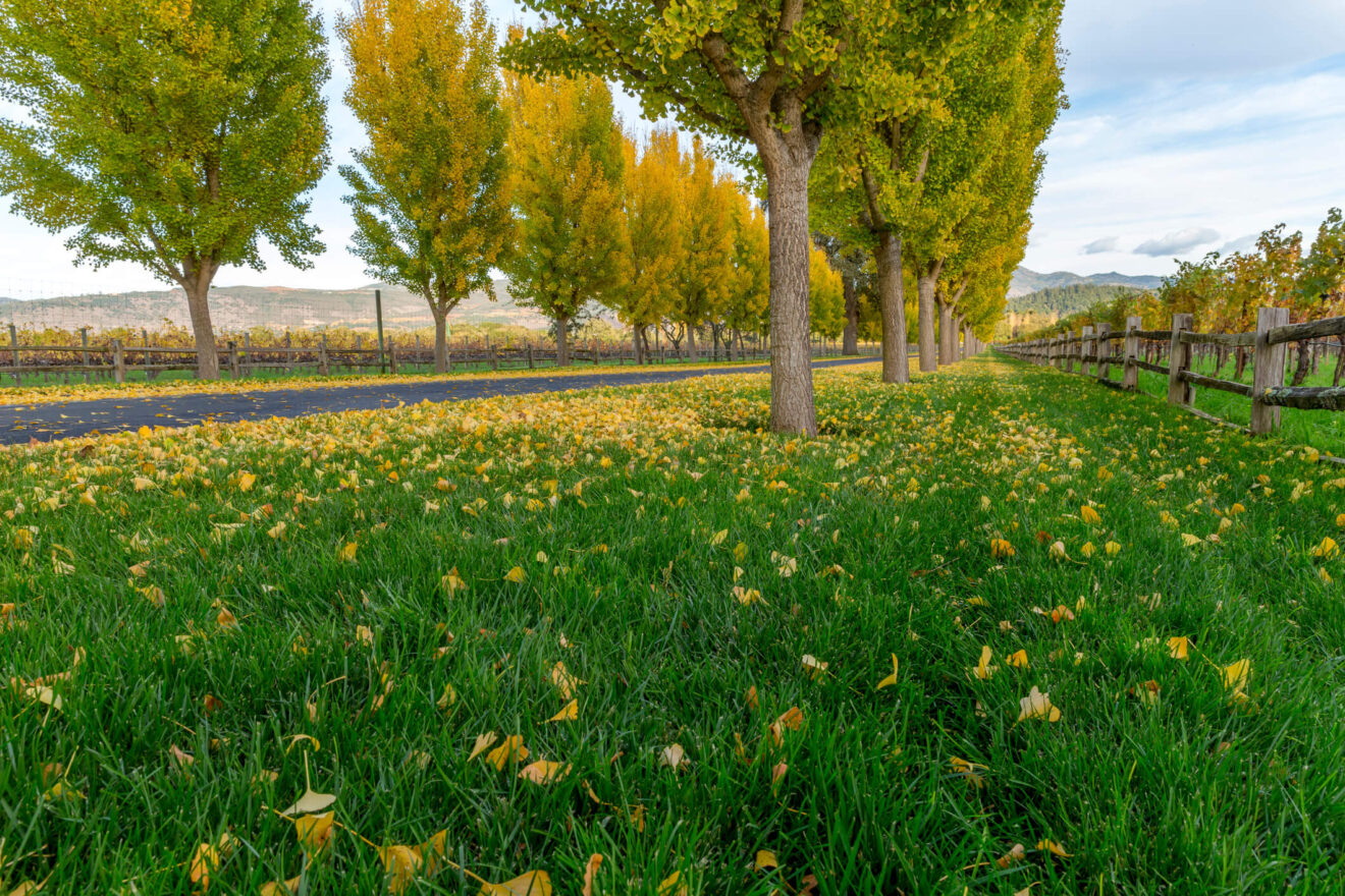 Immunotherapy for Adrenal Cancer Patients in Arleta