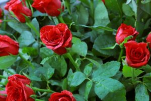 New IHSS Guidelines for Senior Caregivers: What Aging Families Must Know - comprehensive guide for seniors and families