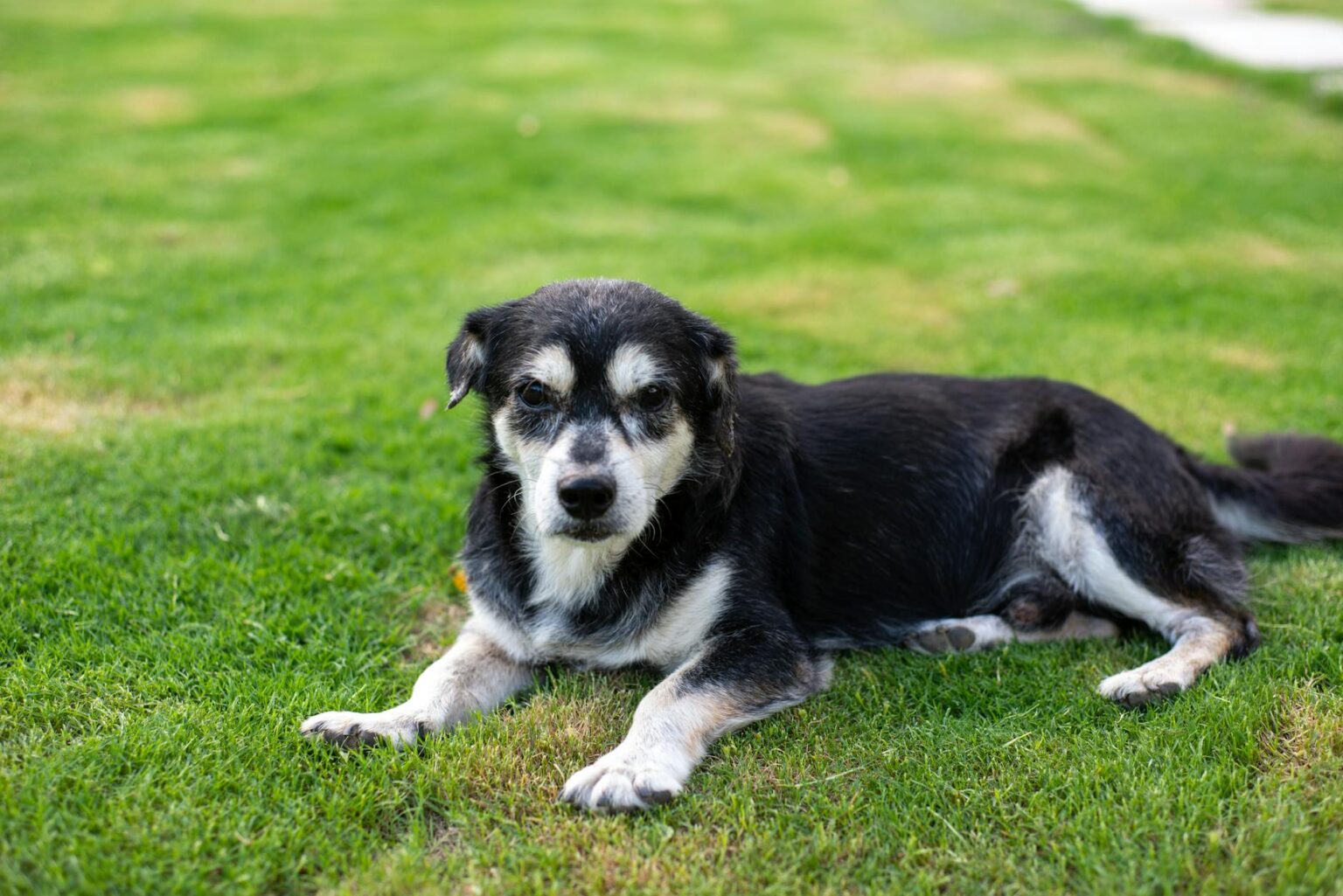 Older black-and-white dog resting outdoors on grass